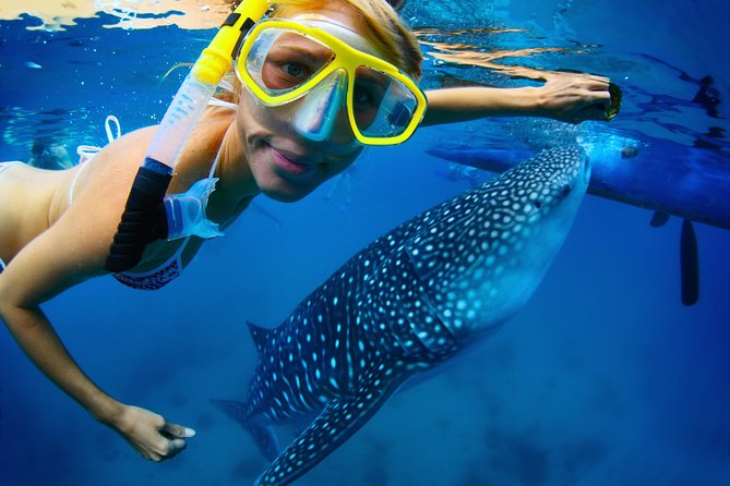 La Paz Whale Shark Snorkeling Tour and Lunch From Los Cabos - Leaving Los Cabos before breakfast