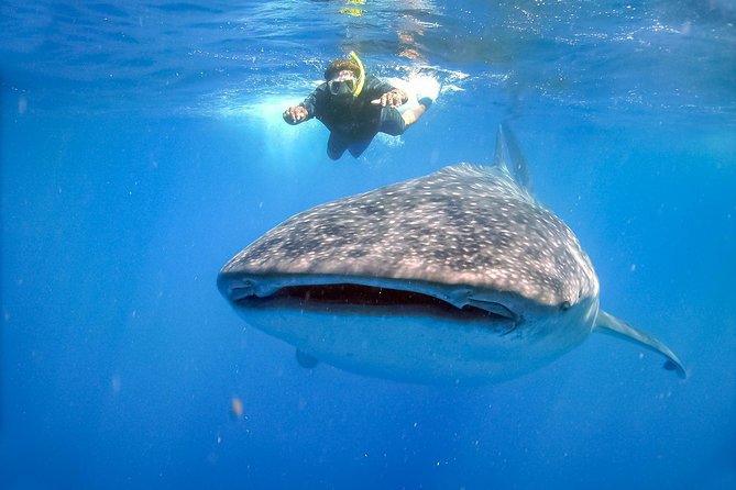 La Paz Whale Shark Snorkeling Tour and Lunch From Los Cabos - Swimming with the sharks