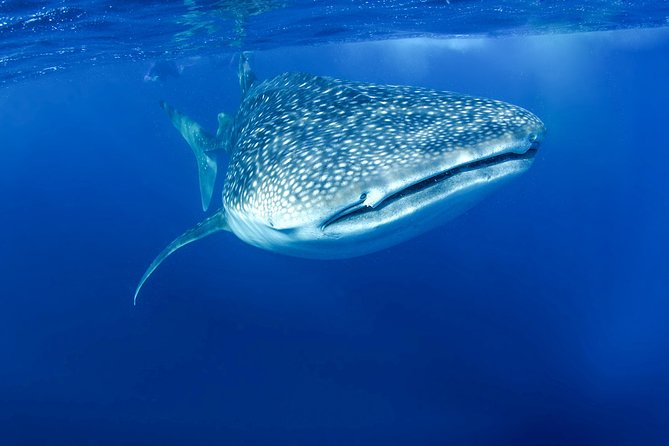 La Paz Whale Shark Snorkeling Tour and Lunch From Los Cabos - What the $259 price really includes