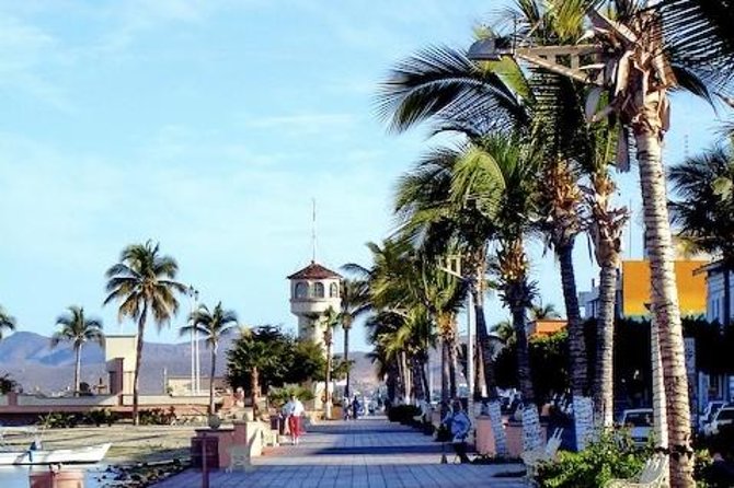 La Paz Whale Shark Snorkeling Tour and Lunch From Los Cabos - The biggest practical risk: timing and weather