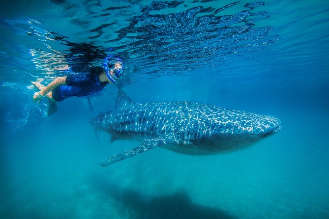 La Paz Whale Shark Snorkeling Tour and Lunch From Los Cabos - Getting ready at the La Paz Malecon