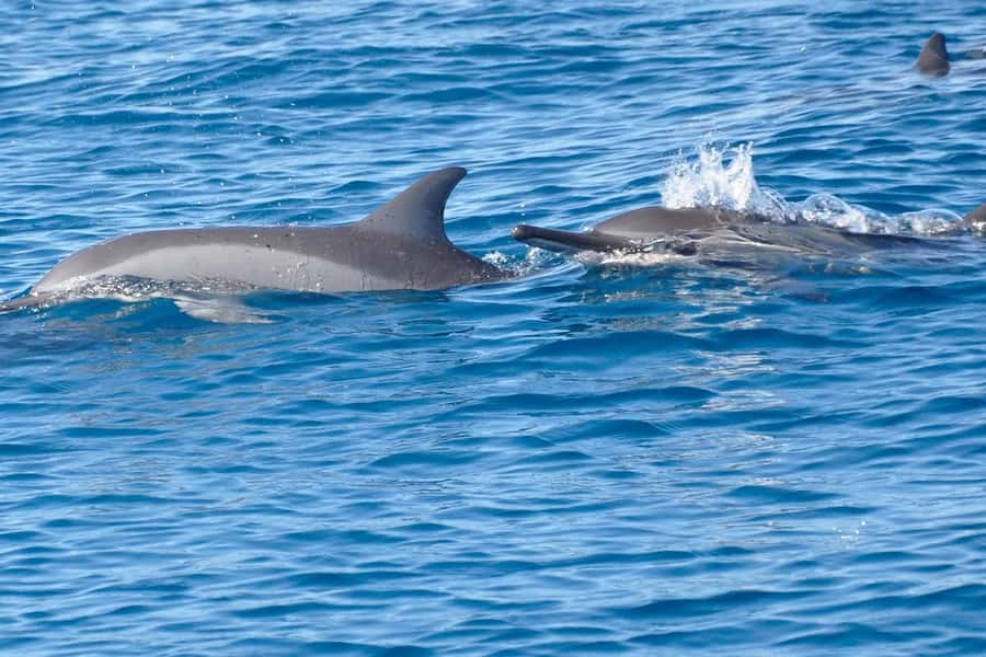 La Preneuse: Dolphin Swimming and Snorkeling Speedboat Trip - The reef snorkeling stop