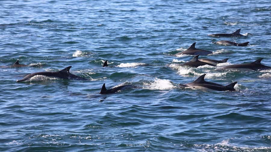 La Preneuse: Dolphin Swimming and Snorkeling Speedboat Trip - What $47 buys you