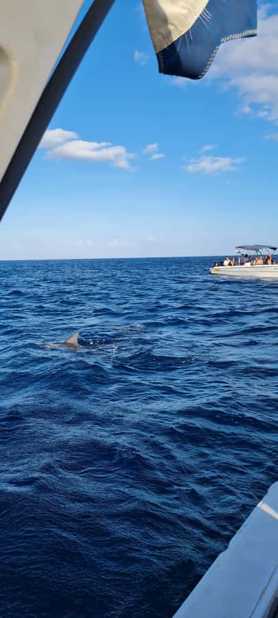 La Preneuse: Dolphin Swimming and Snorkeling Speedboat Trip - Practical preparation for the beach and boat