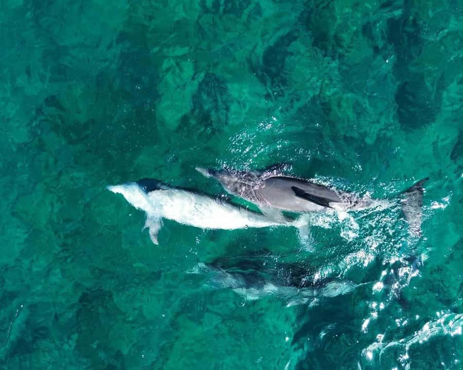 La Preneuse: Dolphin Watching and Snorkeling Speedboat Tour - Leaving La Preneuse by speedboat