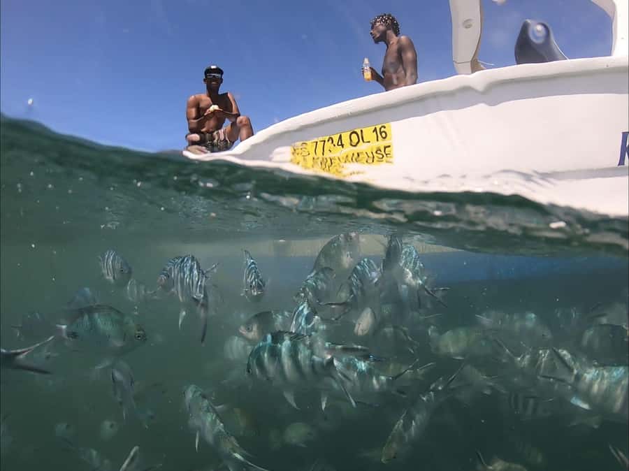 La Preneuse: Dolphin Watching and Snorkeling Speedboat Tour - The real question: how close is too close?