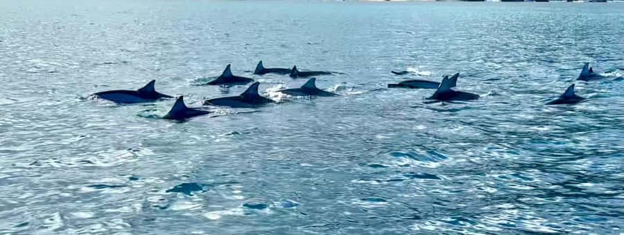 La Preneuse: Dolphin Watching and Snorkeling Speedboat Tour - The lagoon snorkel and its 15-minute window