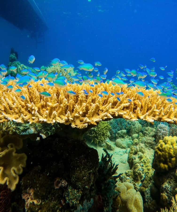 Labuan Bajo: Rangko Cave and Beach Snorkeling Half-Day Tour - Boleng Beach brings the best snorkeling