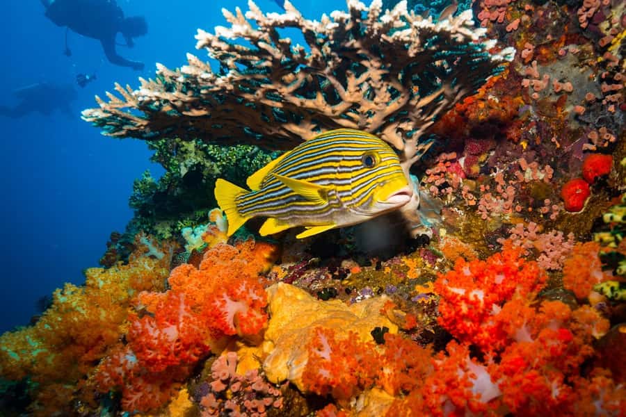 Labuan Bajo: Swim and Snorkel Komodo Island Trip with Lunch - Padar Island: the climb that earns the view