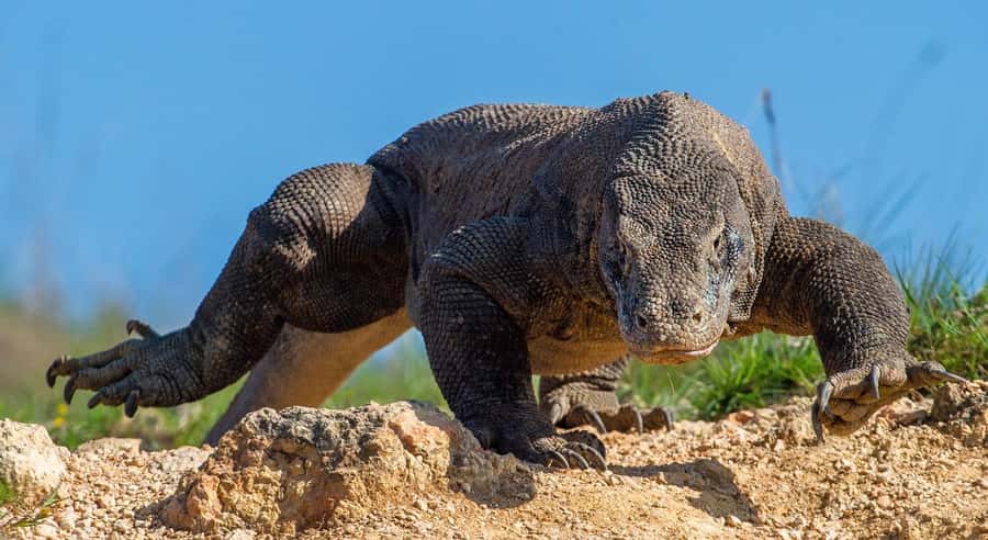 Labuan Bajo: Swim and Snorkel Komodo Island Trip with Lunch - The morning transfer from Labuan Bajo