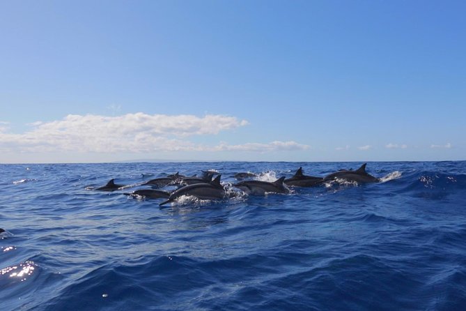 Lanai Deluxe Dolphin Adventure & 3 Snorkel Sites - Dolphin searches and wildlife expectations