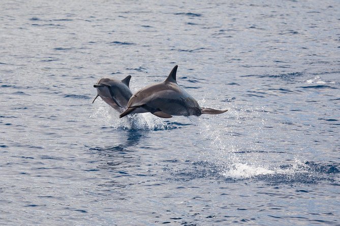 Lanai Snorkel and Dolphin Watch from Maalaea - Breakfast, barbecue lunch, and the question of value