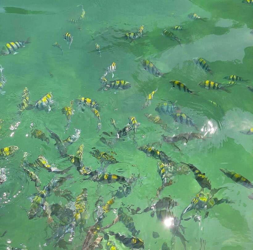 Langkawi: Dangli Island Snorkel and Swim Speedboat Tour - How good is the snorkeling?