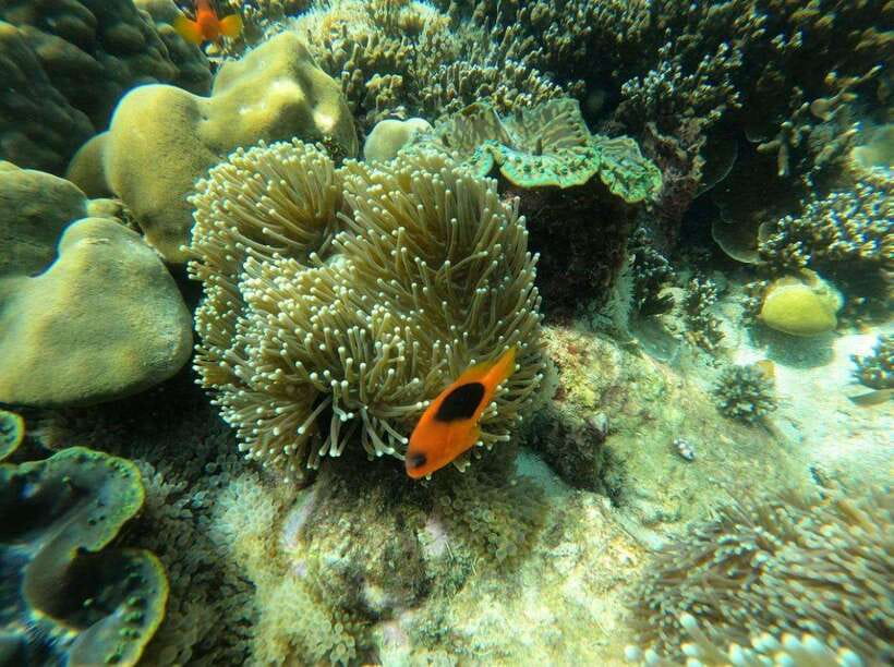 Langkawi: Dangli Island Snorkel and Swim Speedboat Tour - The optional Malay lunch at the floating restaurant
