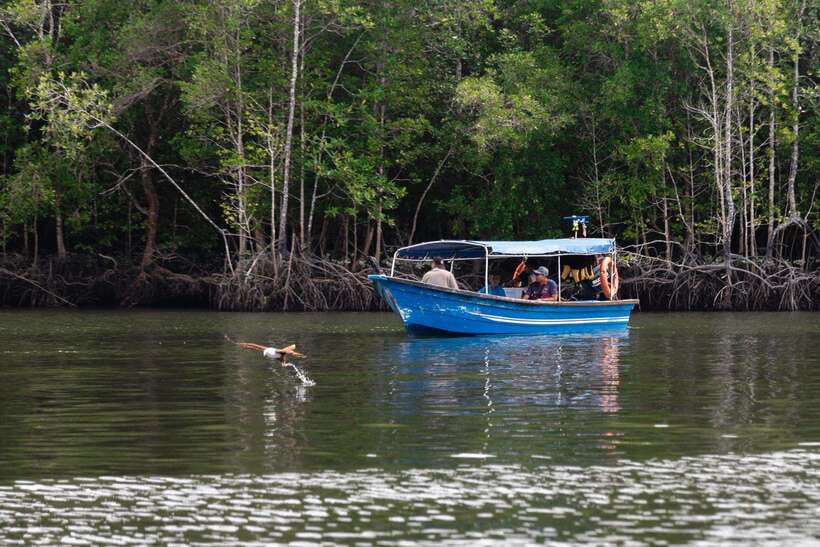 Langkawi Royal Mangrove Tour with Snorkeling Package - Key points at a glance