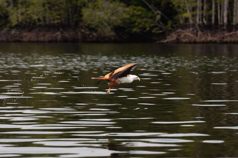 Langkawi Royal Mangrove Tour with Snorkeling Package - What to expect at Dangi Island snorkeling