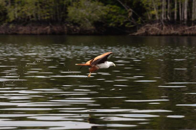 Langkawi Royal Mangrove Tour with Snorkeling Package - A private outing that works best with a small group