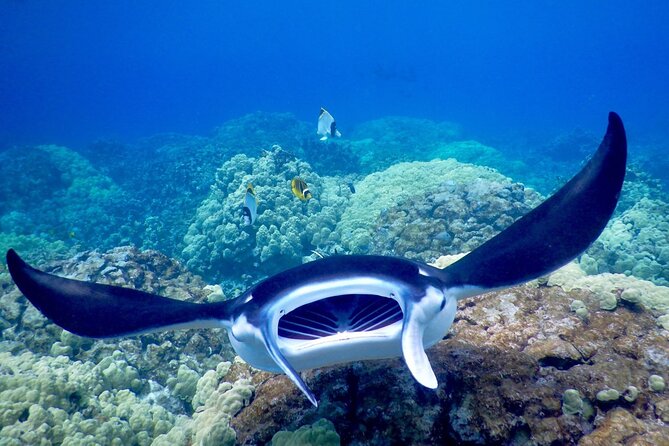 Late Night Manta Snorkel - Back aboard for cocoa and Kona lights