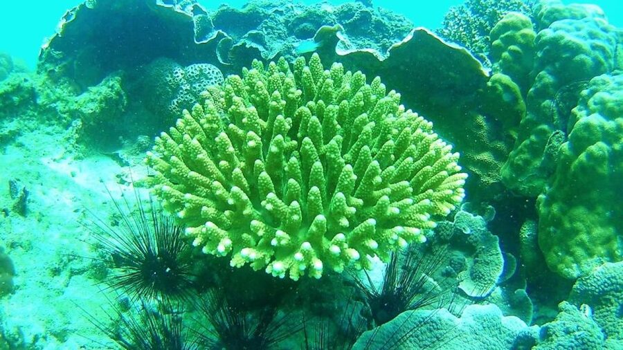 Lipe Private Snorkelinge Outside Zone By Long Tail Boat - FAQ