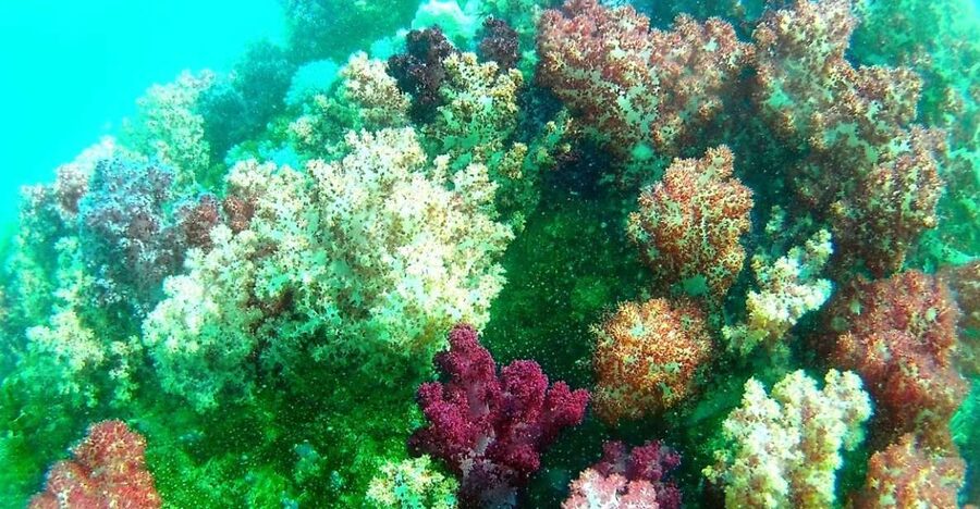 Lipe Private Snorkelinge Outside Zone By Long Tail Boat - Practical booking advice before you go