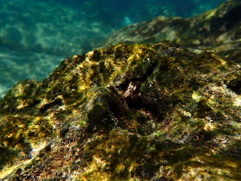 Lisbon: Kayaking & Snorkeling Tour with photos included - Is $35 good value?