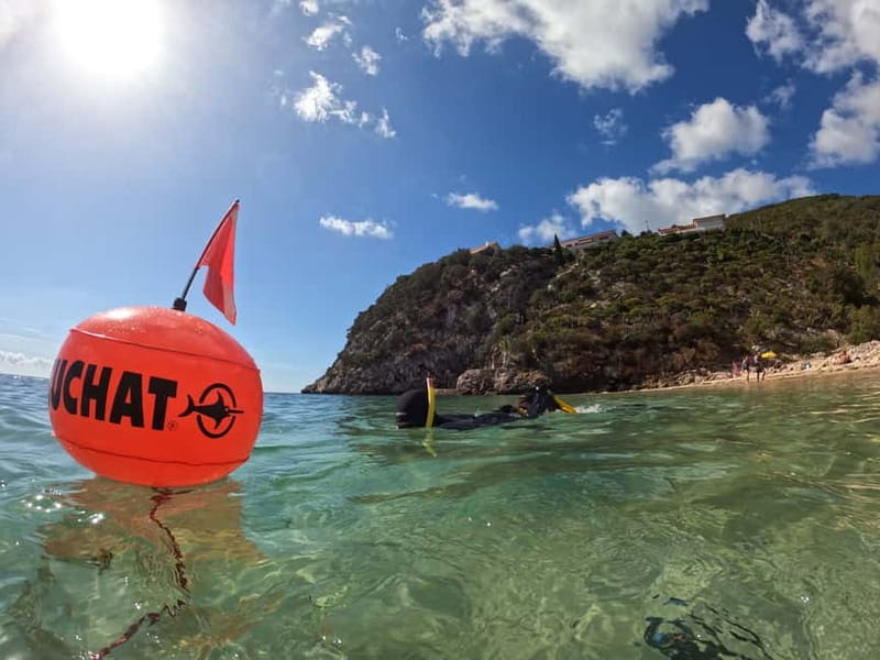 Lisbon: Snorkeling experience in Marine Reserve with photos - What you may see below the surface
