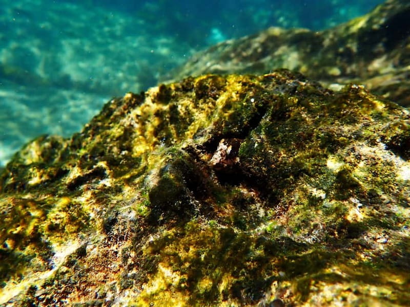 Lisbon: Snorkeling experience in Marine Reserve with photos - Final call: book it for calm water and friendly instruction