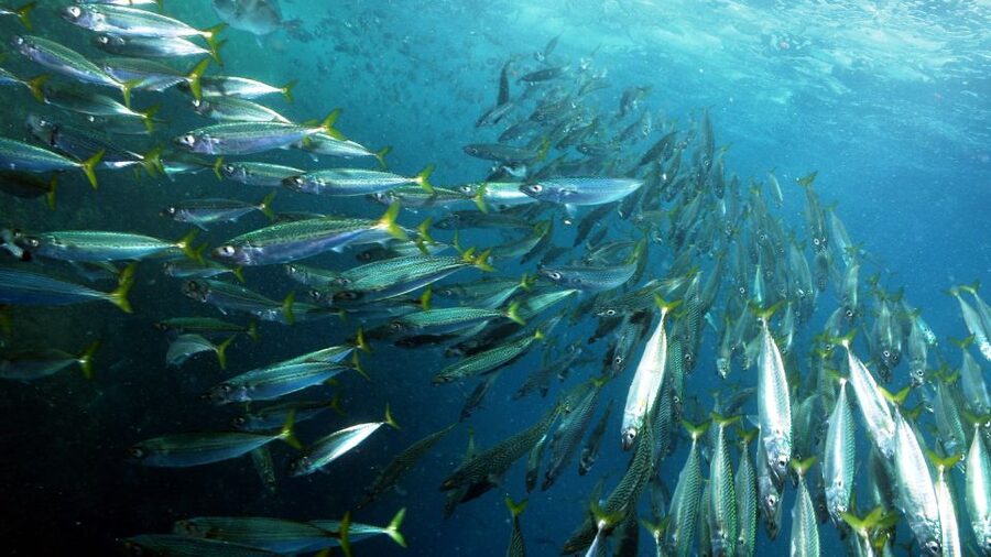 Lisbon: Snorkelling in Sesimbra/Arrábida Natural Park - The underwater sights you may find