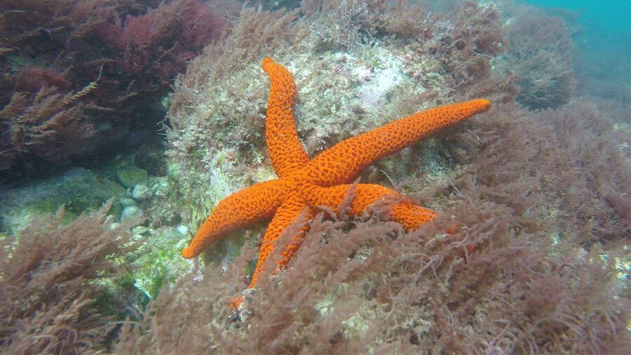 Lisbon: Snorkelling in Sesimbra/Arrábida Natural Park - The guides make this easier for beginners