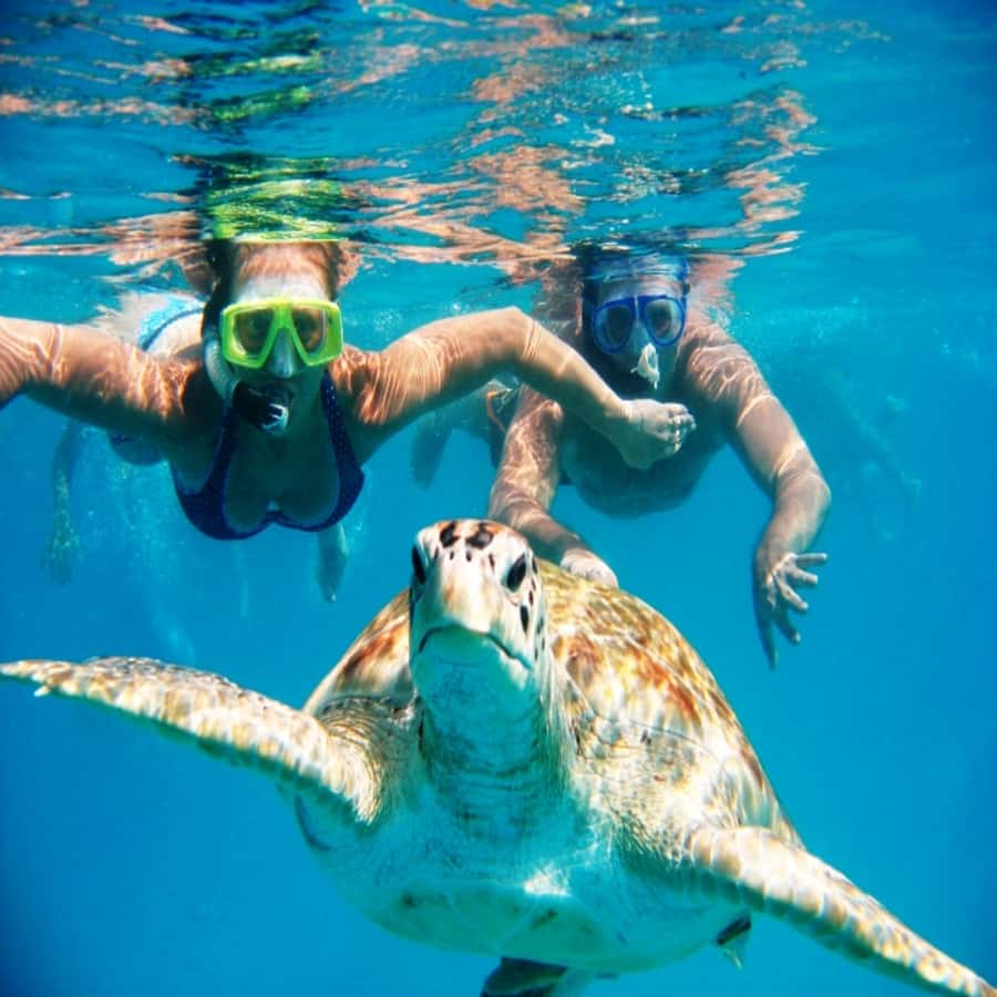 Live Snorkeling & Swimming with Sea Turtles in the Atlantic - What the one-hour format really means