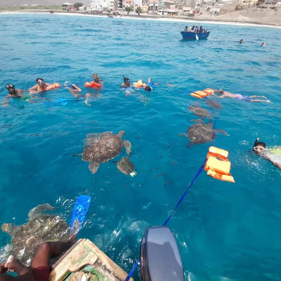 Live Snorkeling & Swimming with Sea Turtles in the Atlantic - Is $57 a fair price?