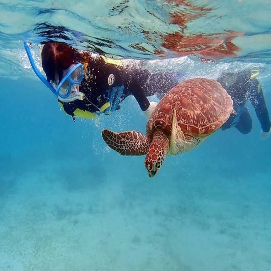 Live Snorkeling & Swimming with Sea Turtles in the Atlantic - How to get better photos without disturbing the turtles