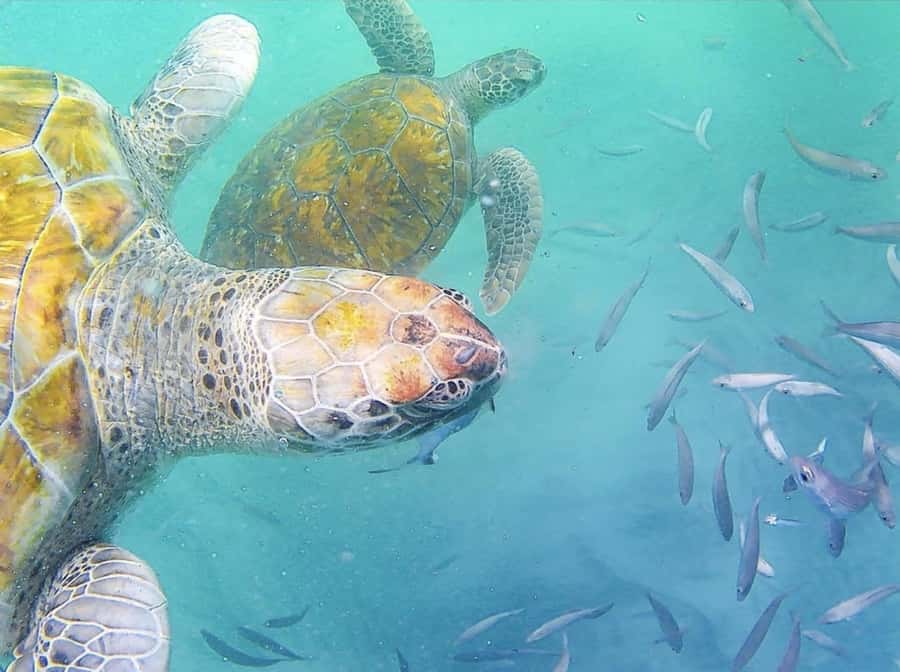 Live Snorkeling & Swimming with Sea Turtles in the Atlantic - Meeting the turtles in open water