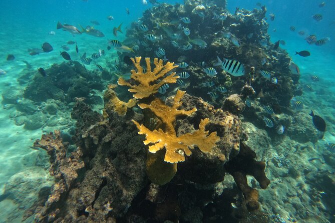 Local Excursion | Paradise Island Punto Rucia & snorkeling - Snorkeling around the sand cay