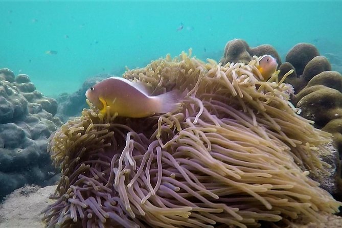 Local Reef Snorkelling and Deserted Beach - Why the season matters so much