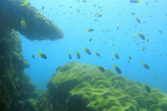 Local Reef Snorkelling and Deserted Beach - The guides make the small boat work