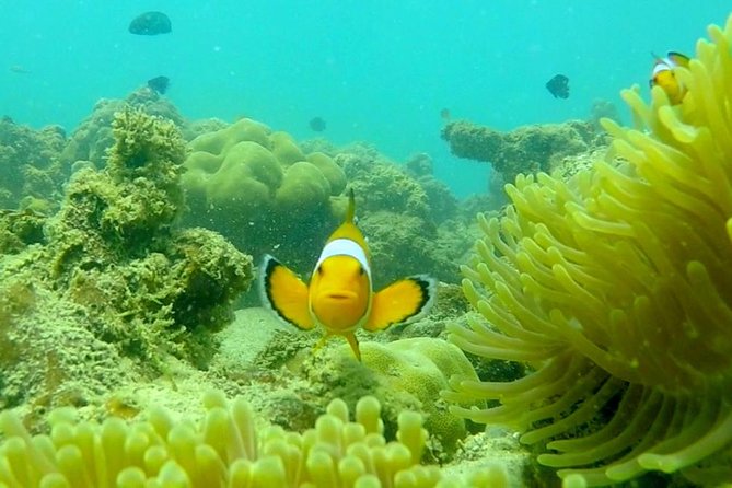 Local Reef Snorkelling and Deserted Beach - What the $101.05 price gets you