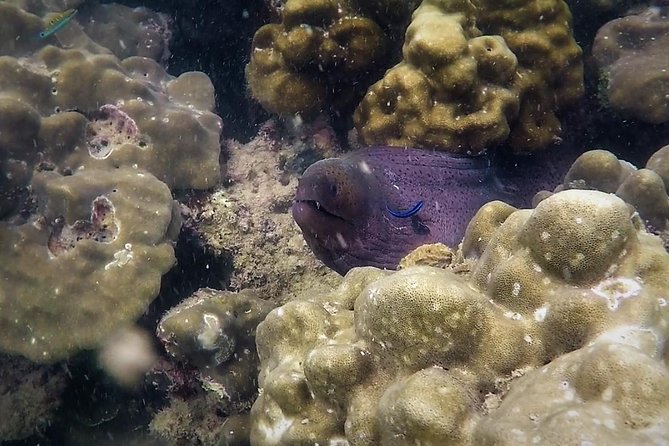 Local Reef Snorkelling and Deserted Beach - Mangroves, fishing towns, and the quieter side of Khao Lak