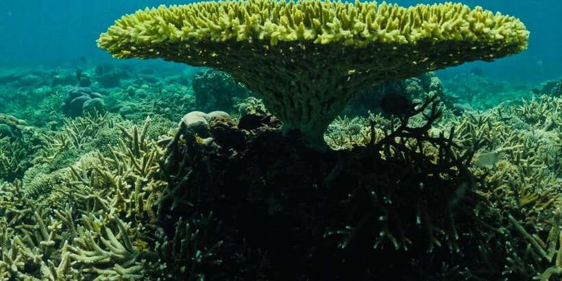 Lombok:Privat Snorkeling Gili Nanggu,Gili Sudak,Gili Kedis. - Price, inclusions, and the real value