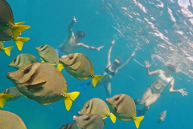 Los Cabos Snorkeling Tour by Speed Boat with Photos Included - Who will enjoy this Cabo excursion most