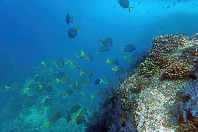 Los Cabos Snorkeling Tour by Speed Boat with Photos Included - Why the small boat changes the snorkeling experience