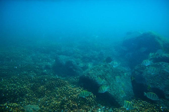 Los Cabos Snorkeling Tour to Chileno Bay and Santa Maria Cove - The no-boat format is a feature, not a surprise
