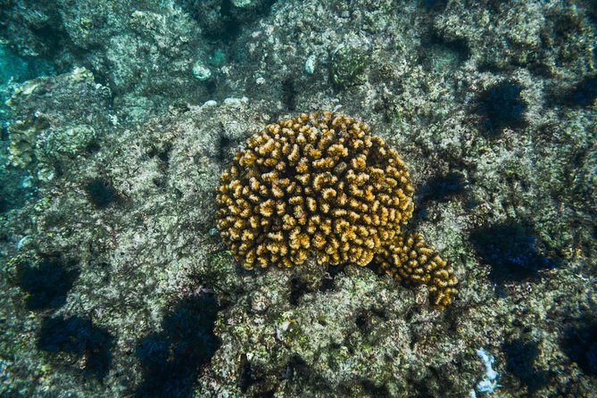 Los Cabos Snorkeling Tour to Chileno Bay and Santa Maria Cove - Gear, wetsuits, snacks, and beach comfort