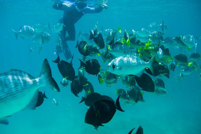 Los Cabos Snorkeling Tour to Chileno Bay and Santa Maria Cove - Weather, wind, and the best time to go