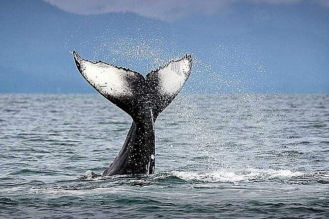 Los Cabos Whale Watching & Snorkel Adventure with Food & Drinks - A private yacht day at Cabo’s Arch