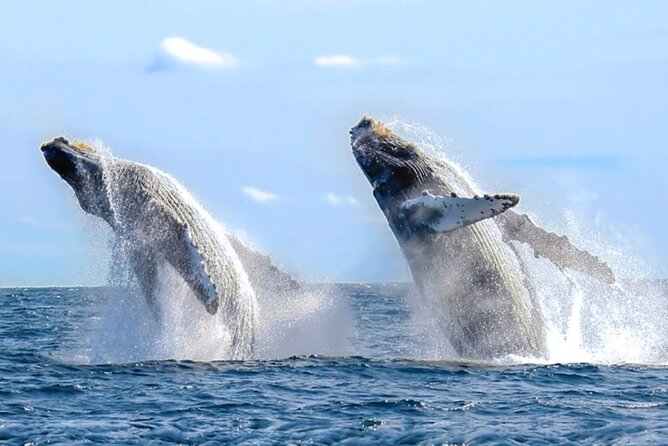 Los Cabos Whale Watching & Snorkel Adventure with Food & Drinks - Searching for whales in Cabo waters