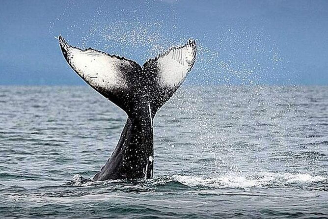 Los Cabos Whale Watching & Snorkel Adventure with Food & Drinks - Snorkeling, paddle boards, and a floating mat