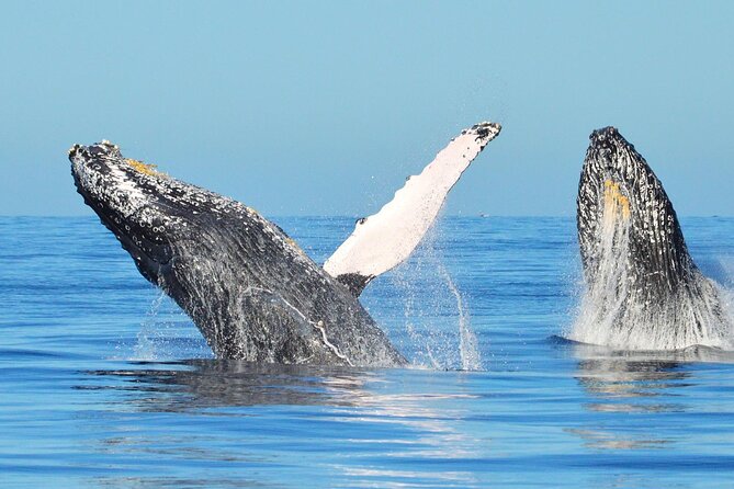 Los Cabos Whale Watching & Snorkel Adventure with Food & Drinks - Crew service and the human touch
