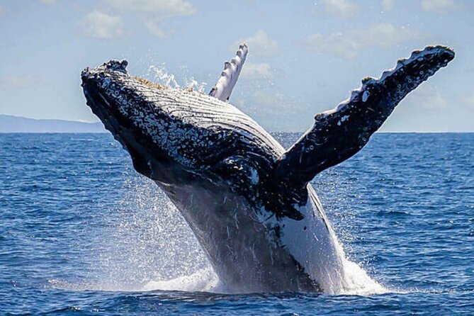 Los Cabos Whale Watching & Snorkel Adventure with Food & Drinks - Meeting point, timing, and cancellation terms