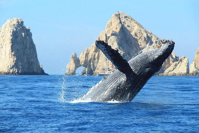 Los Cabos Whale Watching & Snorkel Adventure with Food & Drinks - The Arch and Cabo’s famous beach views
